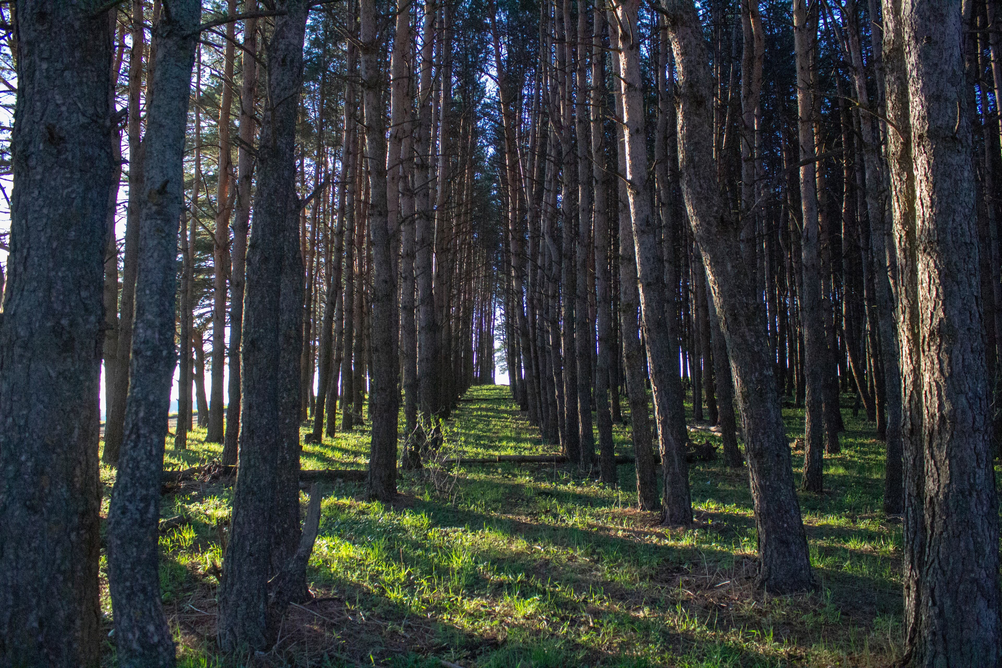 natural, forest, wood